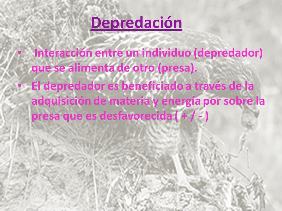 Depredación Interacción entre un individuo (depredador) que se alimenta de otro (presa).