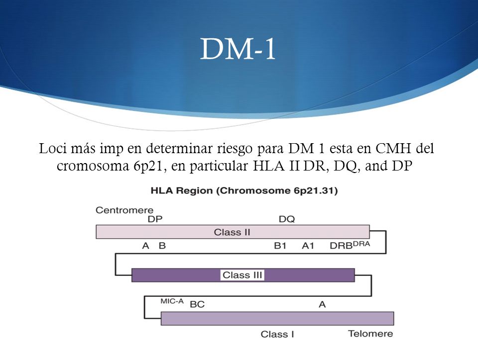 DM-1 Loci más imp en determinar riesgo para DM 1 esta en CMH del cromosoma 6p21, en particular HLA II DR, DQ, and DP.