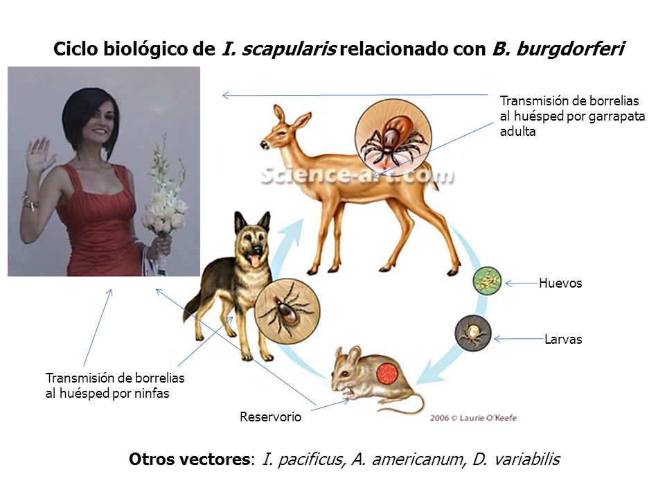 Ciclo biológico de I. scapularis relacionado con B. burgdorferi