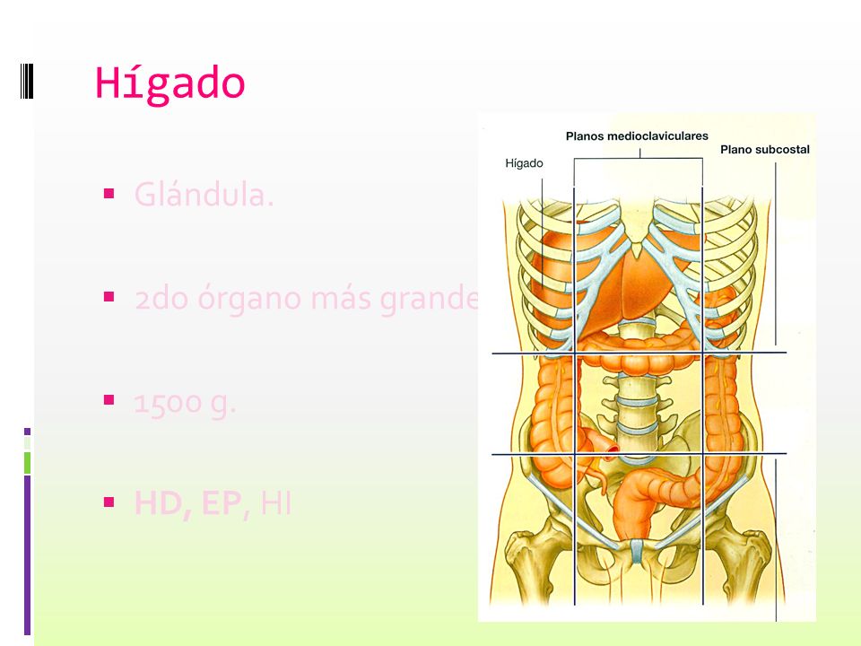 Hígado Glándula. 2do órgano más grande g. HD, EP, HI