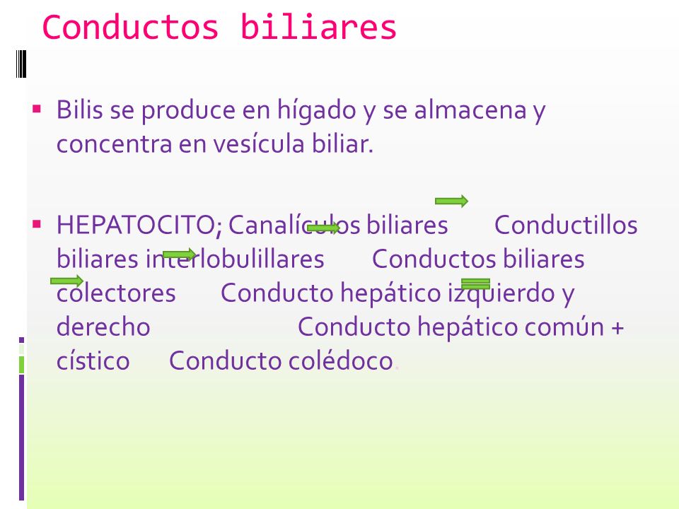 Conductos biliares Bilis se produce en hígado y se almacena y concentra en vesícula biliar.