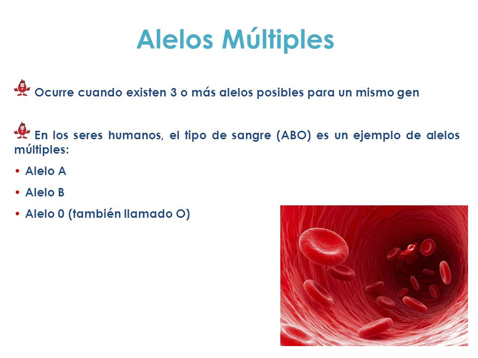 Alelos Múltiples Ocurre cuando existen 3 o más alelos posibles para un mismo gen.