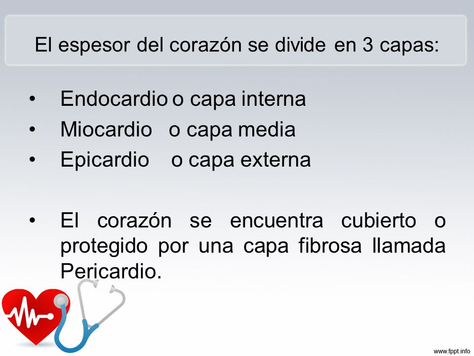 El espesor del corazón se divide en 3 capas: