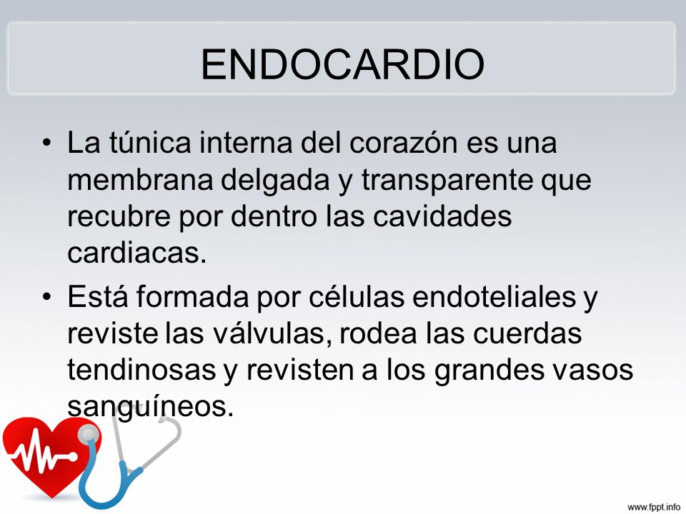ENDOCARDIO La túnica interna del corazón es una membrana delgada y transparente que recubre por dentro las cavidades cardiacas.