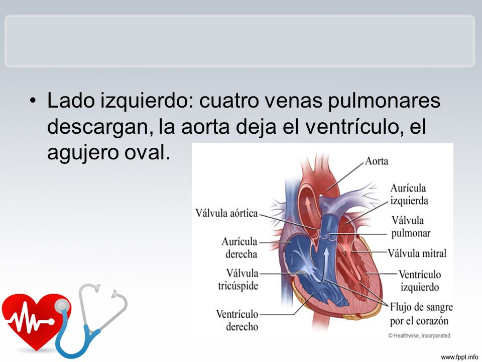 Lado izquierdo: cuatro venas pulmonares descargan, la aorta deja el ventrículo, el agujero oval.