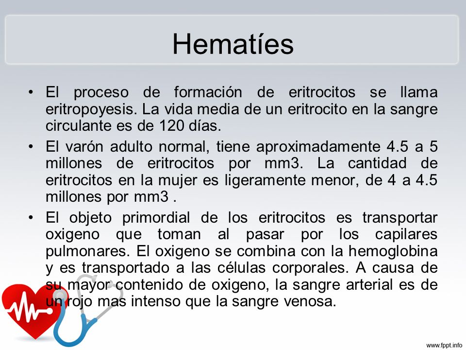 Hematíes El proceso de formación de eritrocitos se llama eritropoyesis. La vida media de un eritrocito en la sangre circulante es de 120 días.