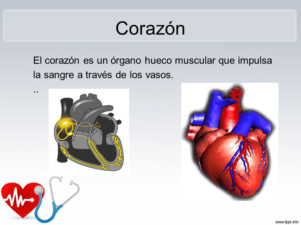 Corazón El corazón es un órgano hueco muscular que impulsa