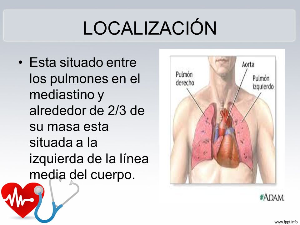 LOCALIZACIÓN Esta situado entre los pulmones en el mediastino y alrededor de 2/3 de su masa esta situada a la izquierda de la línea media del cuerpo.