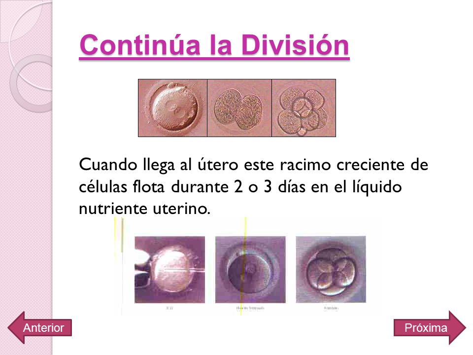 Continúa la División Cuando llega al útero este racimo creciente de células flota durante 2 o 3 días en el líquido nutriente uterino.