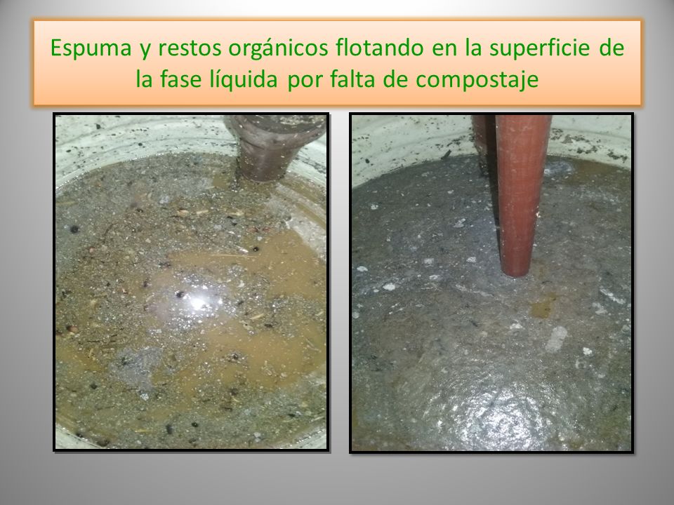 Espuma y restos orgánicos flotando en la superficie de la fase líquida por falta de compostaje