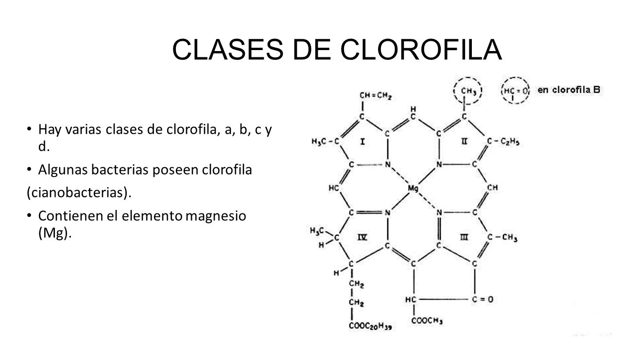 CLASES DE CLOROFILA Hay varias clases de clorofila, a, b, c y d.