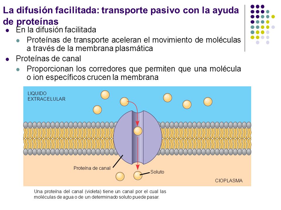 La difusión facilitada: transporte pasivo con la ayuda de proteínas