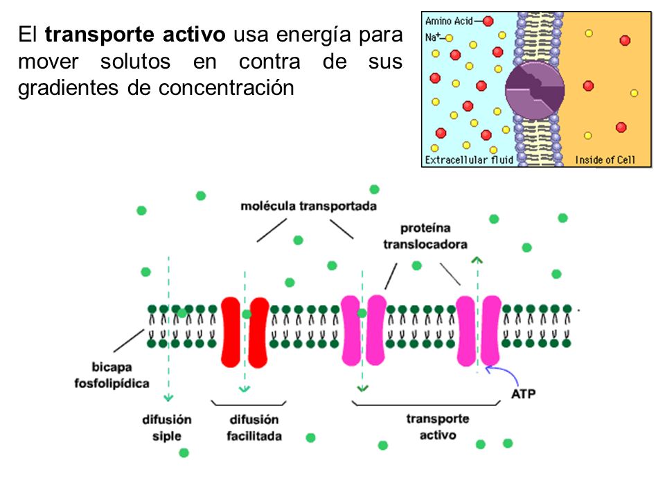 El transporte activo usa energía para mover solutos en contra de sus gradientes de concentración