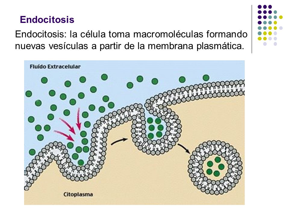 Endocitosis Endocitosis: la célula toma macromoléculas formando nuevas vesículas a partir de la membrana plasmática.