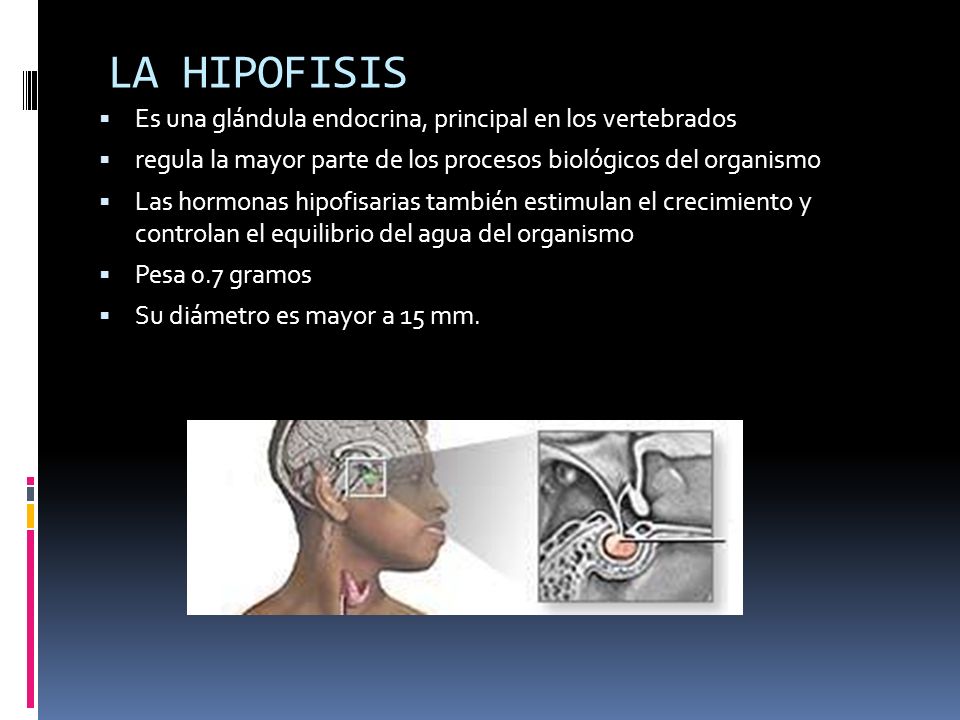LA HIPOFISIS Es una glándula endocrina, principal en los vertebrados
