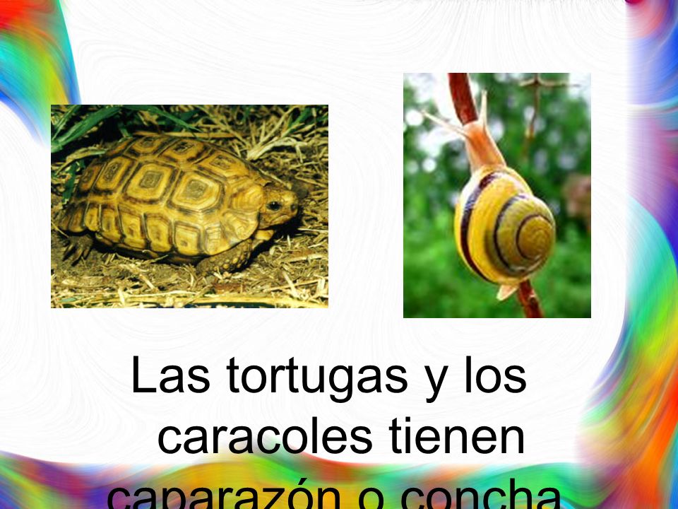 Las tortugas y los caracoles tienen caparazón o concha.