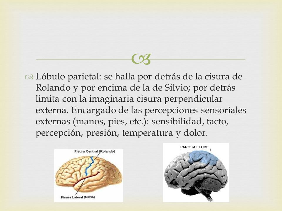 Lóbulo parietal: se halla por detrás de la cisura de Rolando y por encima de la de Silvio; por detrás limita con la imaginaria cisura perpendicular externa.