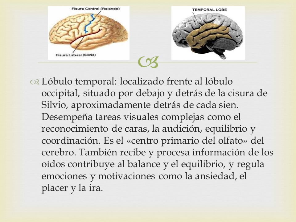 Lóbulo temporal: localizado frente al lóbulo occipital, situado por debajo y detrás de la cisura de Silvio, aproximadamente detrás de cada sien.