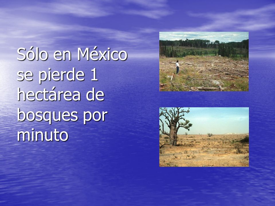 Sólo en México se pierde 1 hectárea de bosques por minuto