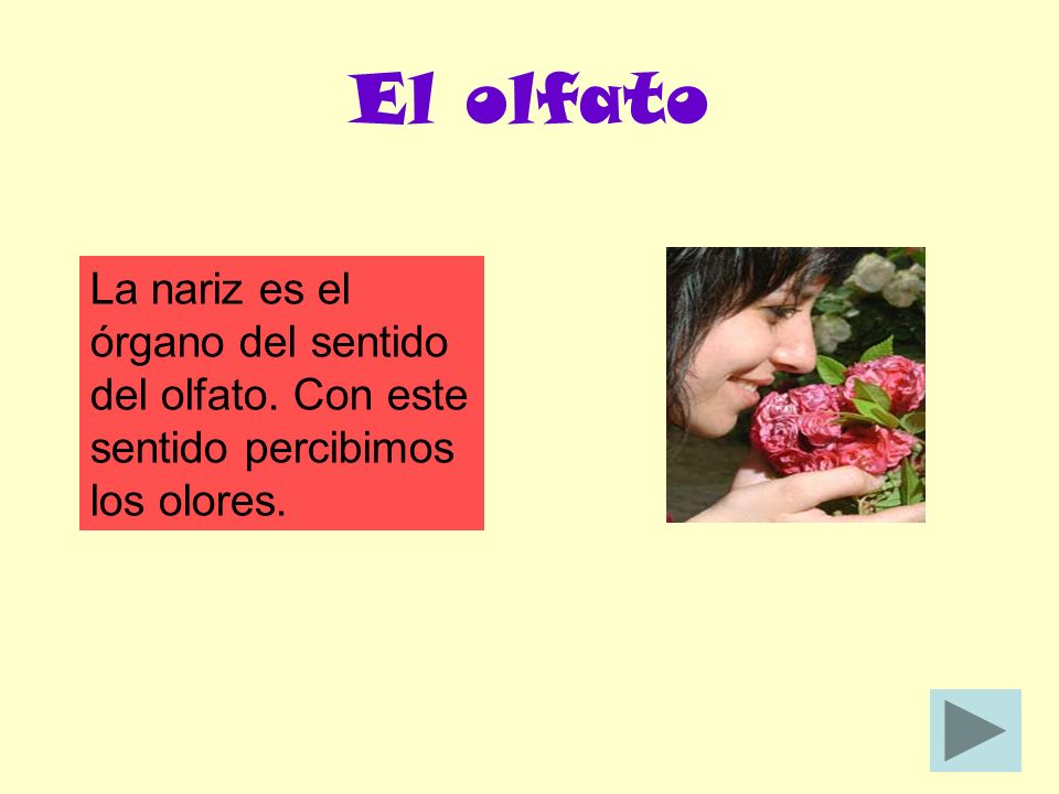 El olfato La nariz es el órgano del sentido del olfato. Con este sentido percibimos los olores.