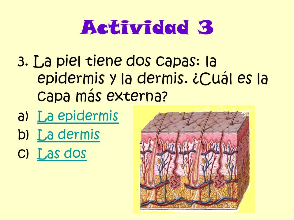 Actividad 3 3. La piel tiene dos capas: la epidermis y la dermis. ¿Cuál es la capa más externa La epidermis.
