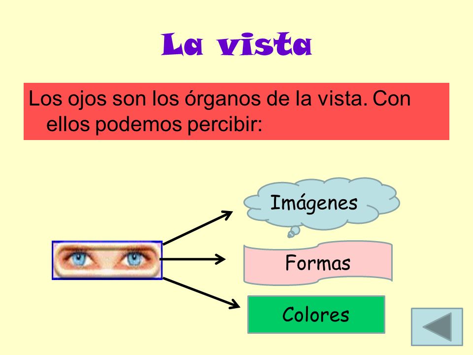 La vista Los ojos son los órganos de la vista. Con ellos podemos percibir: Imágenes Formas Colores