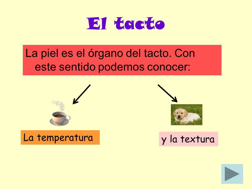 El tacto La piel es el órgano del tacto. Con este sentido podemos conocer: La temperatura.