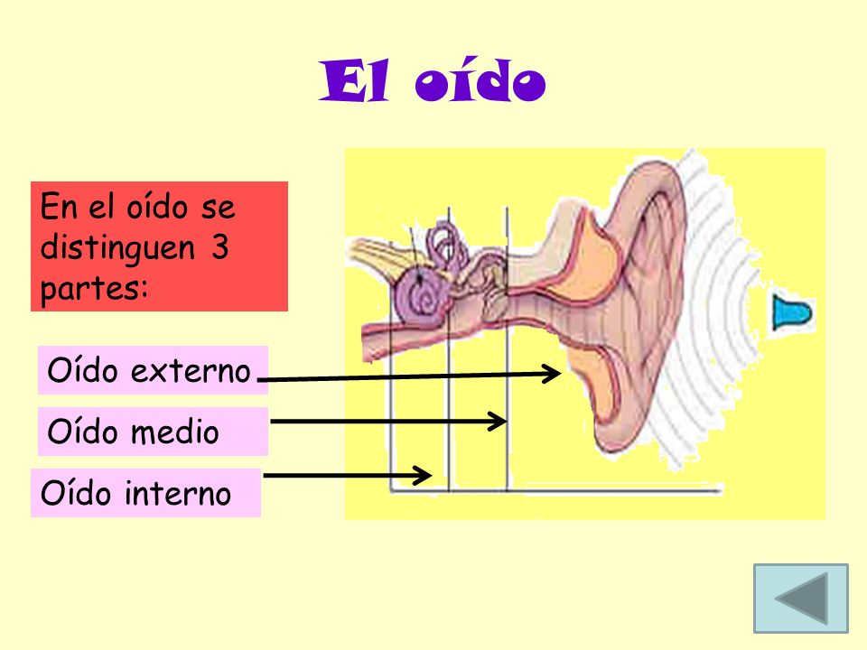El oído En el oído se distinguen 3 partes: Oído externo Oído medio