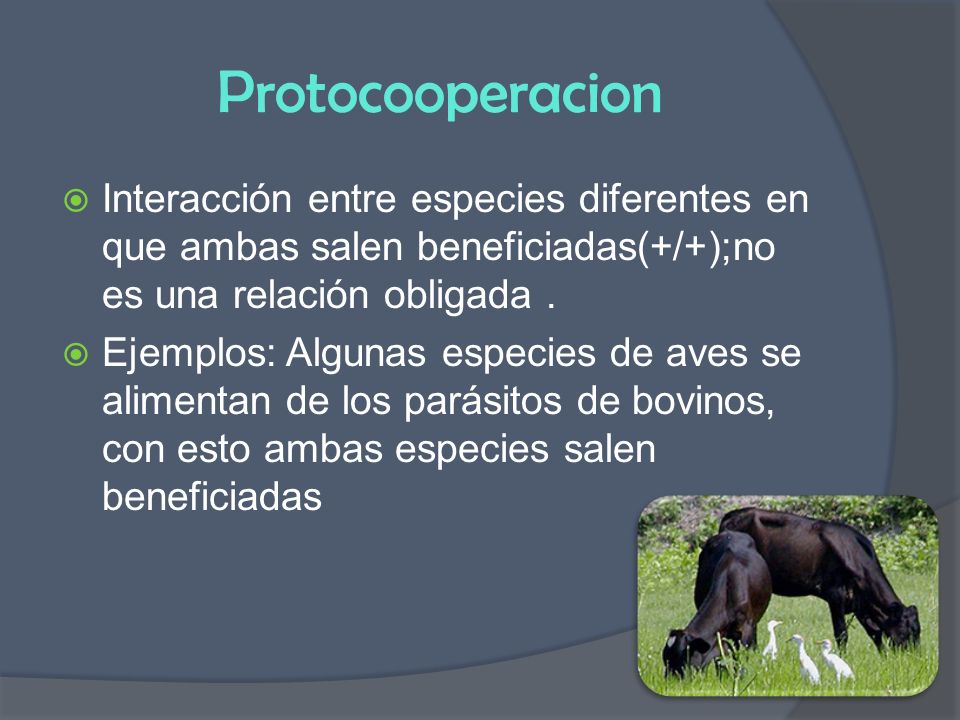 Protocooperacion Interacción entre especies diferentes en que ambas salen beneficiadas(+/+);no es una relación obligada .