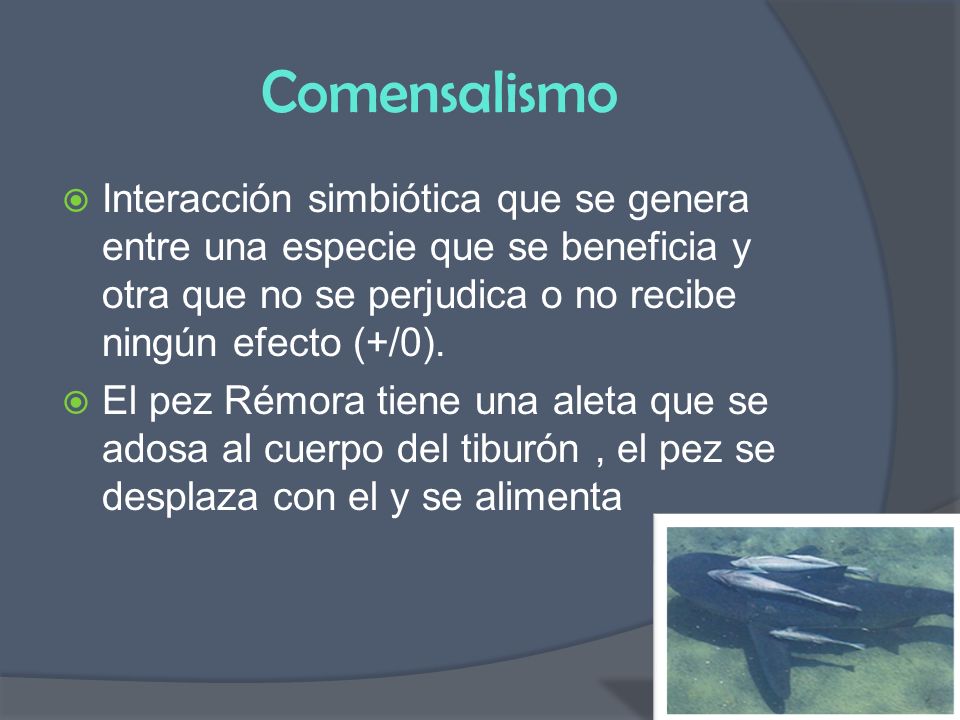 Comensalismo Interacción simbiótica que se genera entre una especie que se beneficia y otra que no se perjudica o no recibe ningún efecto (+/0).