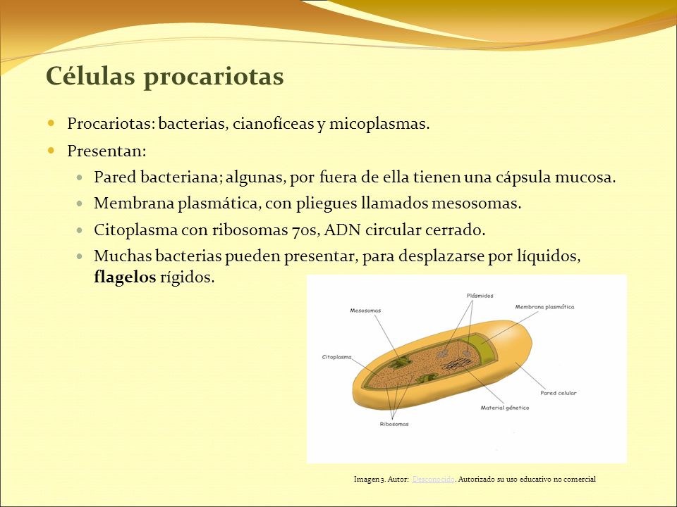 Imagen 3. Autor: Desconocido. Autorizado su uso educativo no comercial