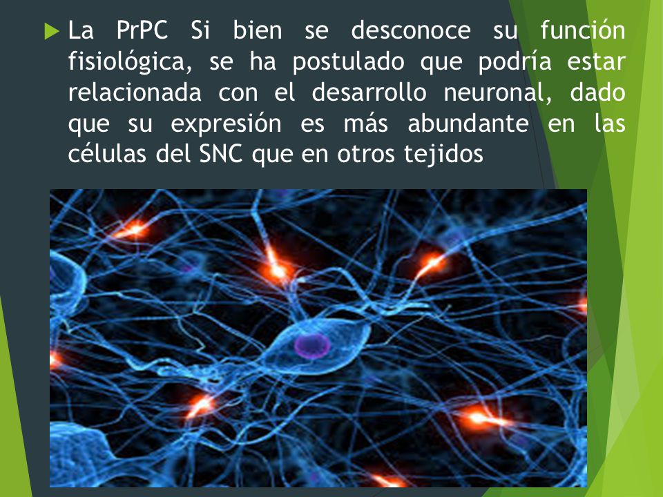 La PrPC Si bien se desconoce su función fisiológica, se ha postulado que podría estar relacionada con el desarrollo neuronal, dado que su expresión es más abundante en las células del SNC que en otros tejidos