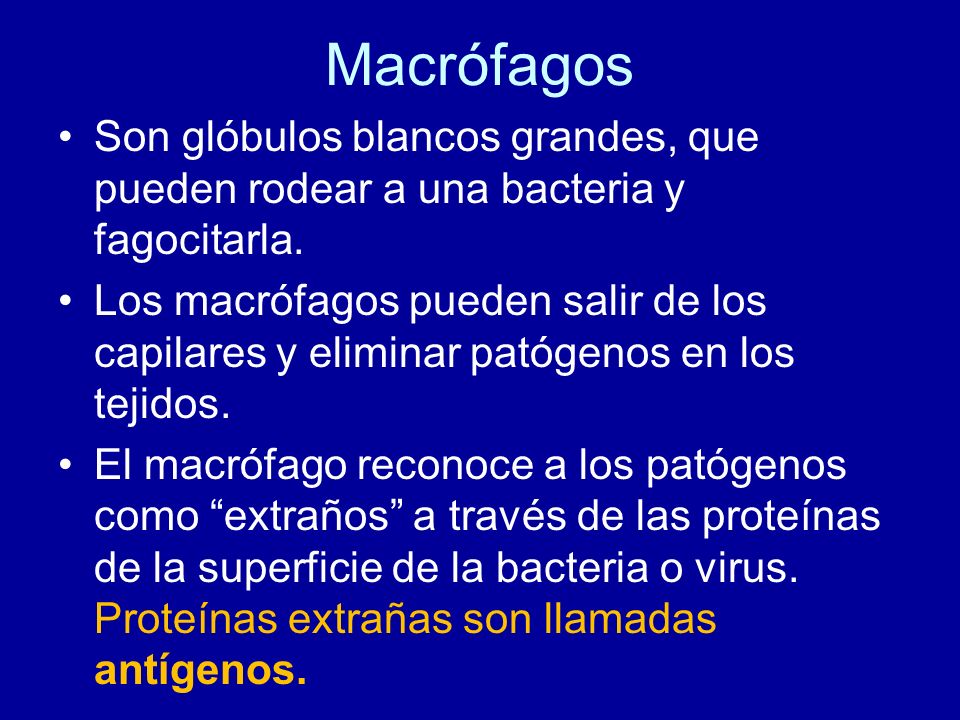 Macrófagos Son glóbulos blancos grandes, que pueden rodear a una bacteria y fagocitarla.