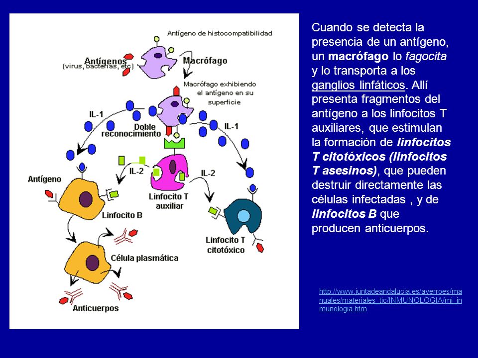 Cuando se detecta la presencia de un antígeno, un macrófago lo fagocita y lo transporta a los ganglios linfáticos. Allí presenta fragmentos del antígeno a los linfocitos T auxiliares, que estimulan la formación de linfocitos T citotóxicos (linfocitos T asesinos), que pueden destruir directamente las células infectadas , y de linfocitos B que producen anticuerpos.
