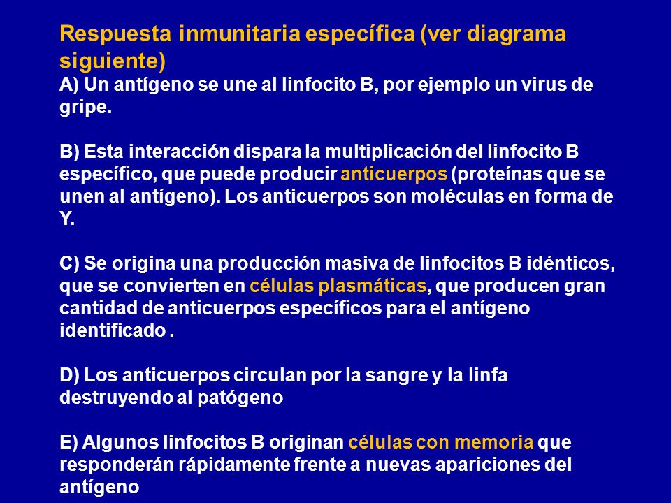 Respuesta inmunitaria específica (ver diagrama siguiente) A) Un antígeno se une al linfocito B, por ejemplo un virus de gripe.