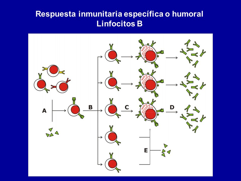Respuesta inmunitaria específica o humoral