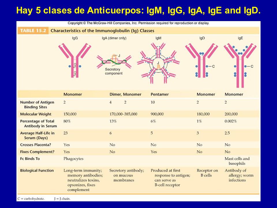 Hay 5 clases de Anticuerpos: IgM, IgG, IgA, IgE and IgD.
