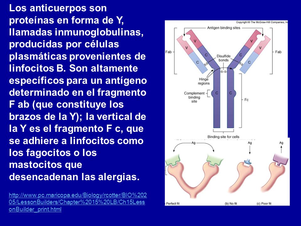 Los anticuerpos son proteínas en forma de Y, llamadas inmunoglobulinas, producidas por células plasmáticas provenientes de linfocitos B. Son altamente específicos para un antígeno determinado en el fragmento F ab (que constituye los brazos de la Y); la vertical de la Y es el fragmento F c, que se adhiere a linfocitos como los fagocitos o los mastocitos que desencadenan las alergias.