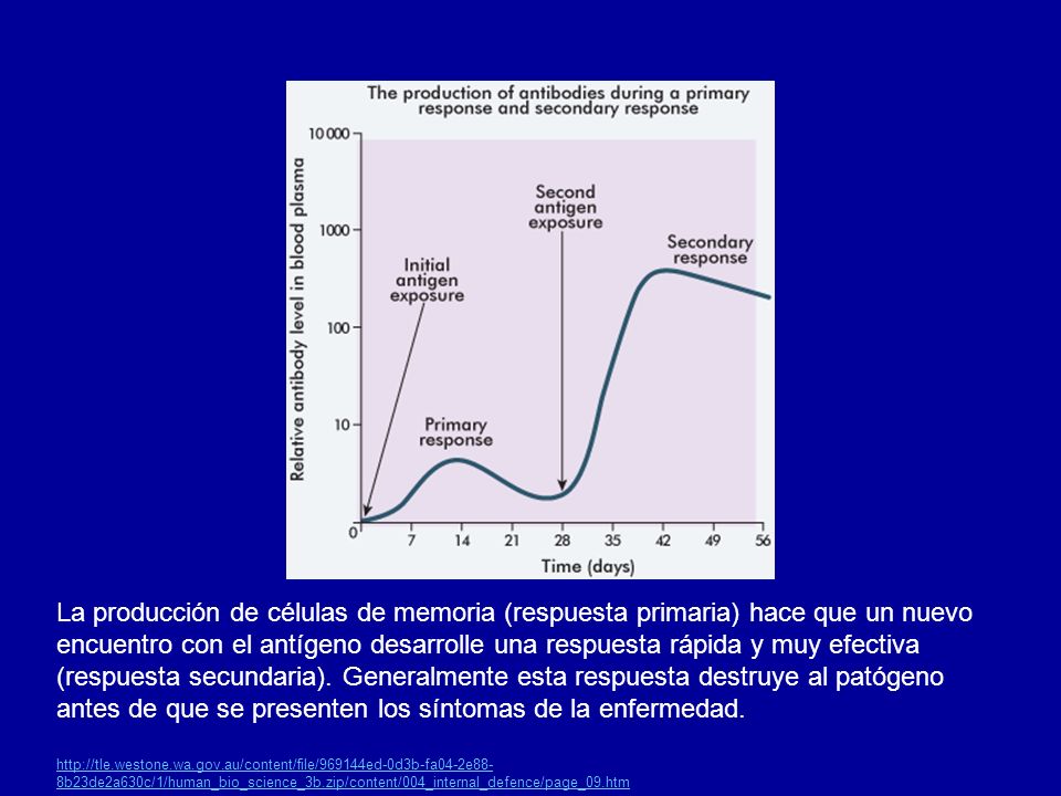 La producción de células de memoria (respuesta primaria) hace que un nuevo encuentro con el antígeno desarrolle una respuesta rápida y muy efectiva (respuesta secundaria). Generalmente esta respuesta destruye al patógeno antes de que se presenten los síntomas de la enfermedad.