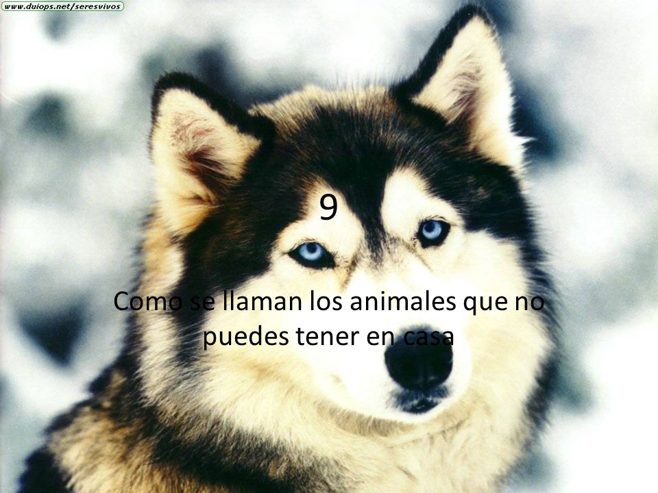 Como se llaman los animales que no puedes tener en casa