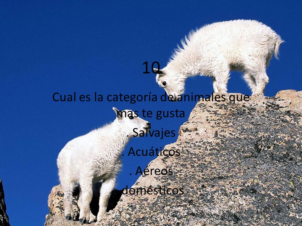 Cual es la categoría de animales que mas te gusta