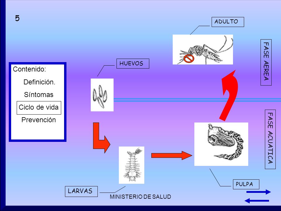 5 Contenido: Definición. Síntomas Ciclo de vida Prevención FASE AEREA