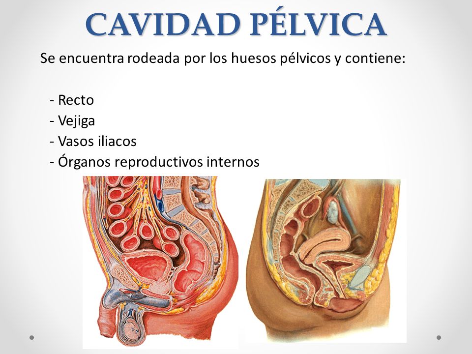 CAVIDAD PÉLVICA Se encuentra rodeada por los huesos pélvicos y contiene: - Recto. - Vejiga. - Vasos iliacos.