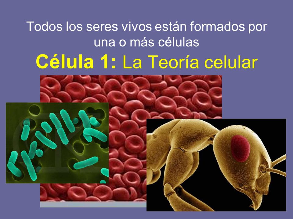 Todos los seres vivos están formados por una o más células Célula 1: La Teoría celular