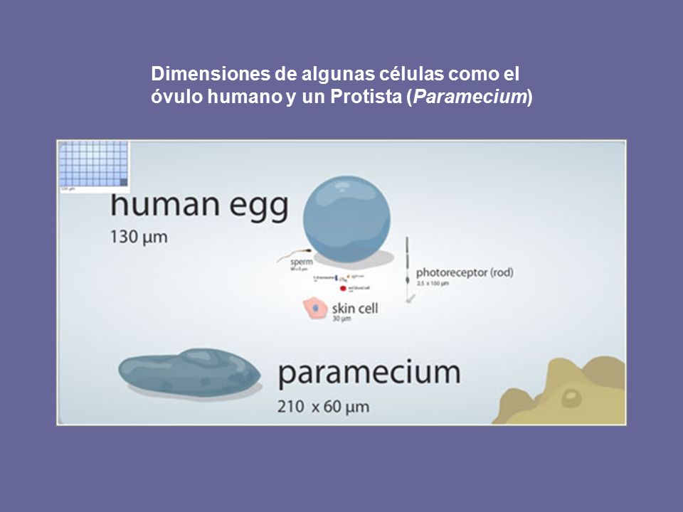 Dimensiones de algunas células como el óvulo humano y un Protista (Paramecium)