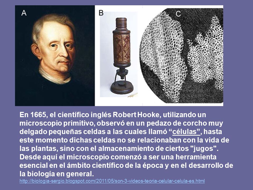 En 1665, el científico inglés Robert Hooke, utilizando un microscopio  primitivo, observó en un pedazo de corcho muy delgado pequeñas celdas a las  cuales. - ppt descargar