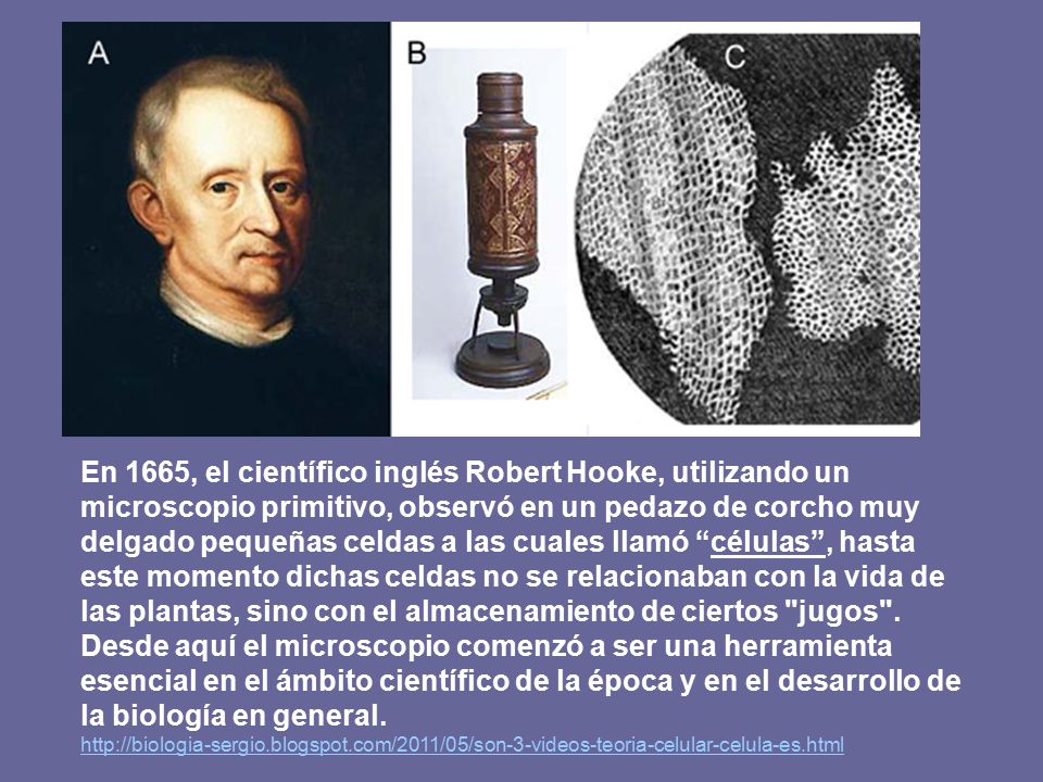 En 1665, el científico inglés Robert Hooke, utilizando un microscopio primitivo, observó en un pedazo de corcho muy delgado pequeñas celdas a las cuales llamó células , hasta este momento dichas celdas no se relacionaban con la vida de las plantas, sino con el almacenamiento de ciertos jugos . Desde aquí el microscopio comenzó a ser una herramienta esencial en el ámbito científico de la época y en el desarrollo de la biología en general.