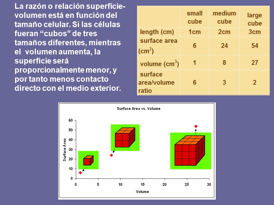 La razón o relación superficie-volumen está en función del tamaño celular.