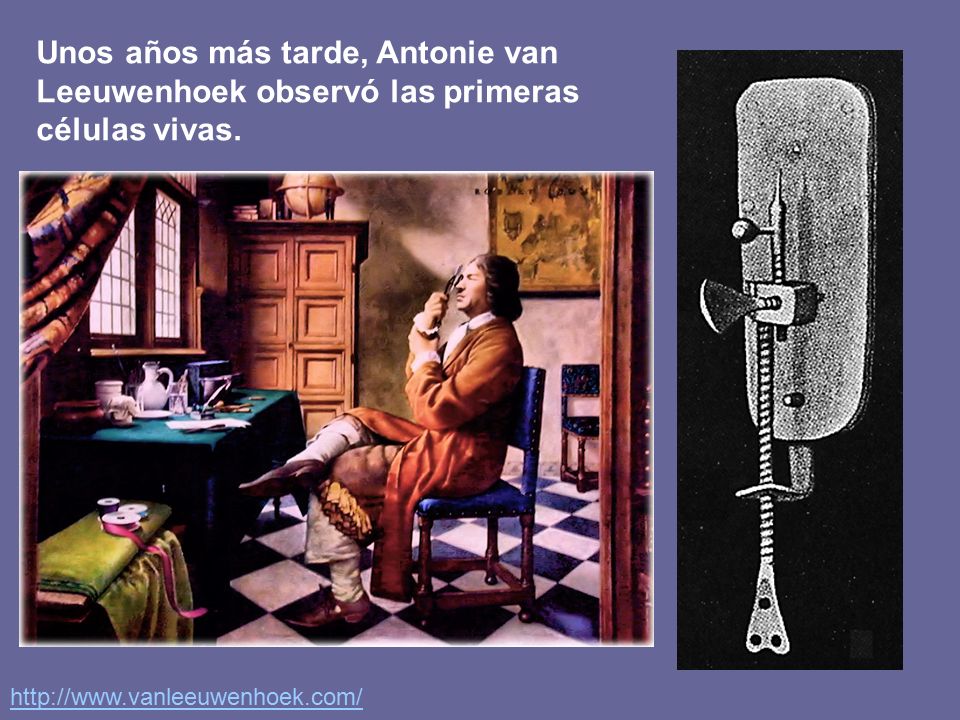 Unos años más tarde, Antonie van Leeuwenhoek observó las primeras células vivas.
