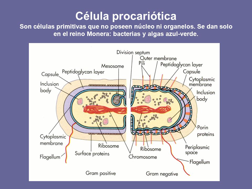 Célula procariótica Son células primitivas que no poseen núcleo ni organelos.